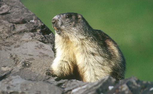 Tourisme-Parc-Animalier