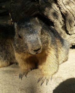 Le parc animalier des Pyrénées